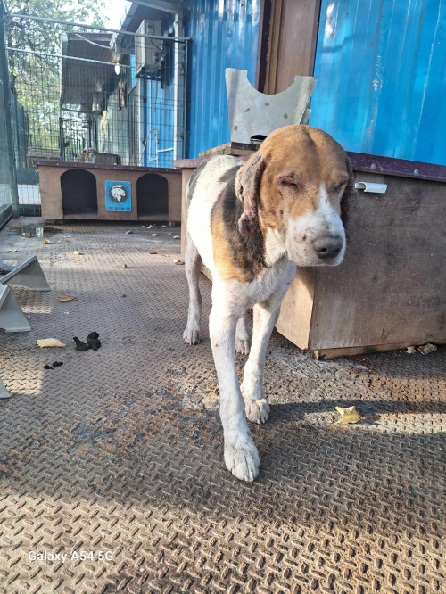 მეტისი ზესტაფონი