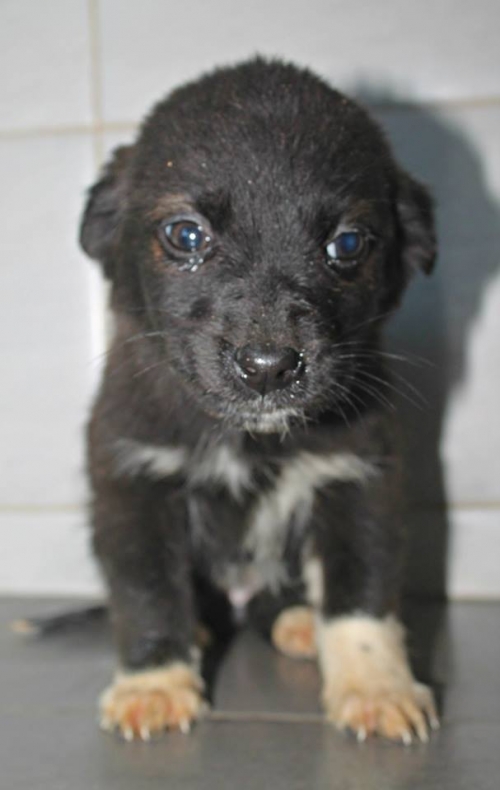 მეტისი უსახელო