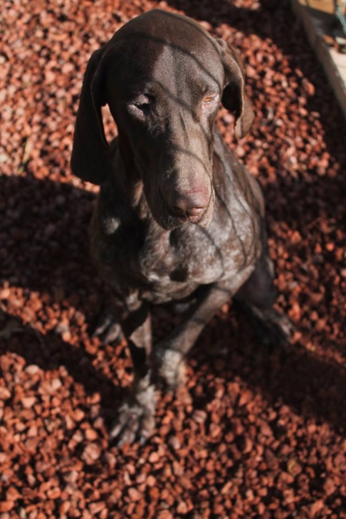 კურცხაარი უსახელო