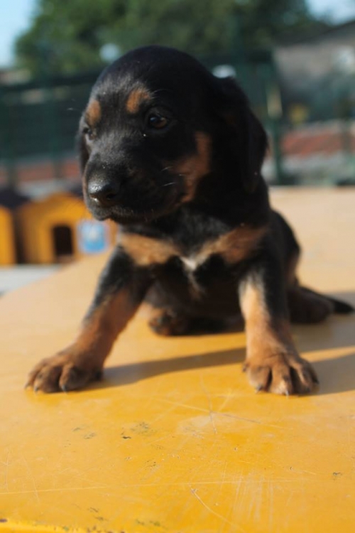 მეტისი უსახელო