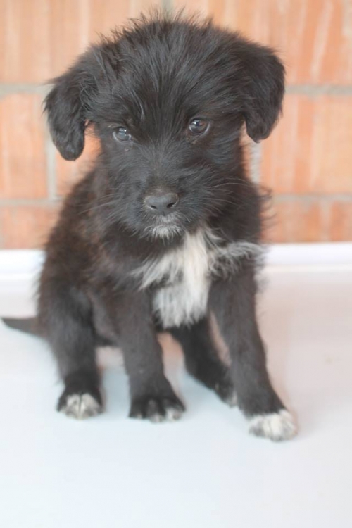 მეტისი უსახელო