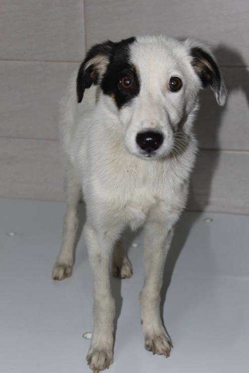 მეტისი უსახელო