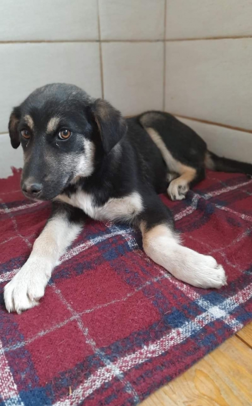 მეტისი ვაზიანი