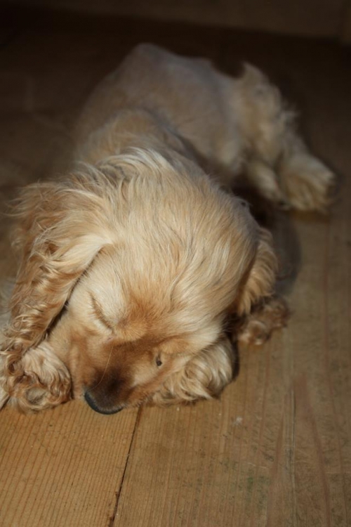 ინგლისური კოკერსპანელი კოკი