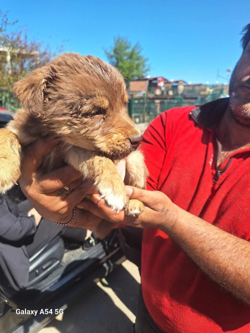 მეტისი საგურამო