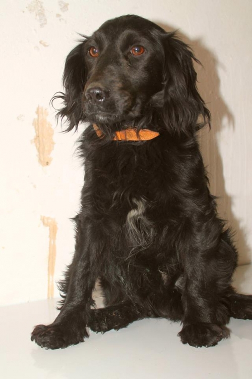 რუსული კოკერ სპანელი უსახელო