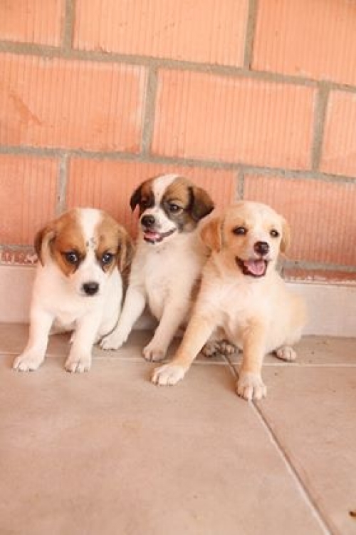 მეტისი უსახელო