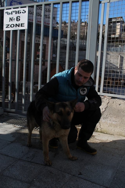 გერმანული ნაგაზი უსახელო