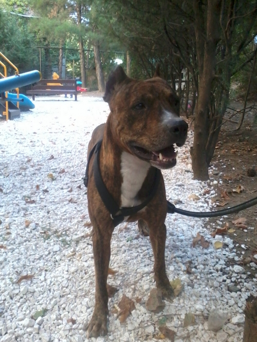 პიტი მაქსი