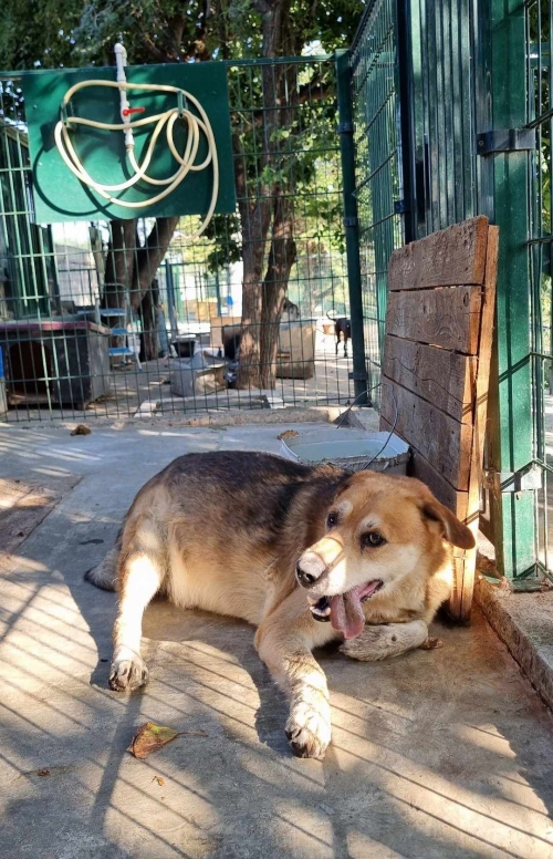 ქართული ქოფაკი თელავი