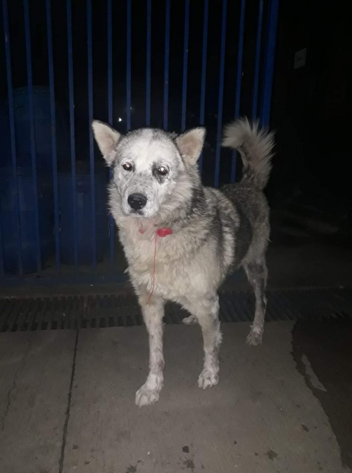 ლაიკა უსახელო