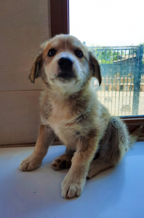 მეტისი ავჭალა