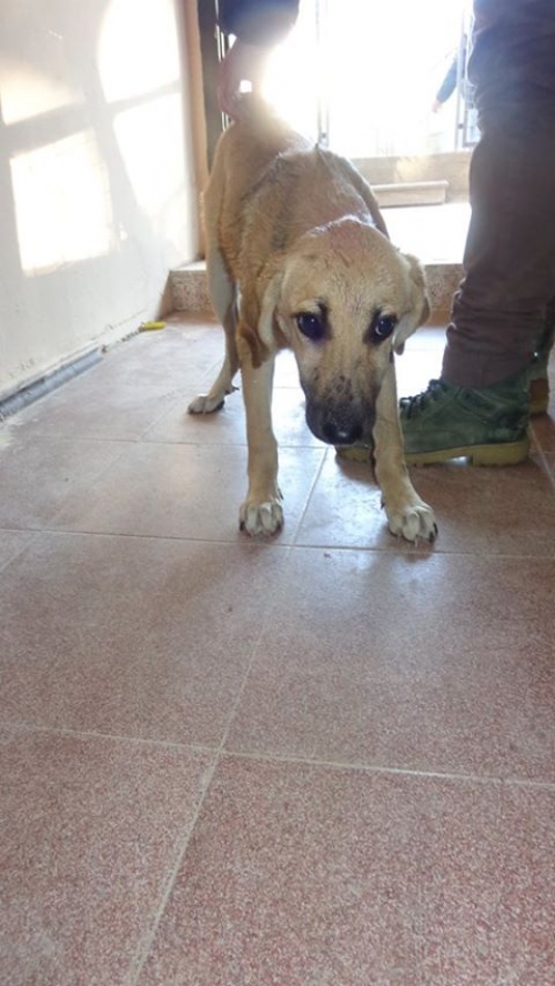 მეტისი უსახელო