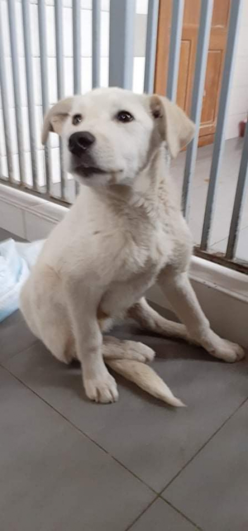 მეტისი უსახელო