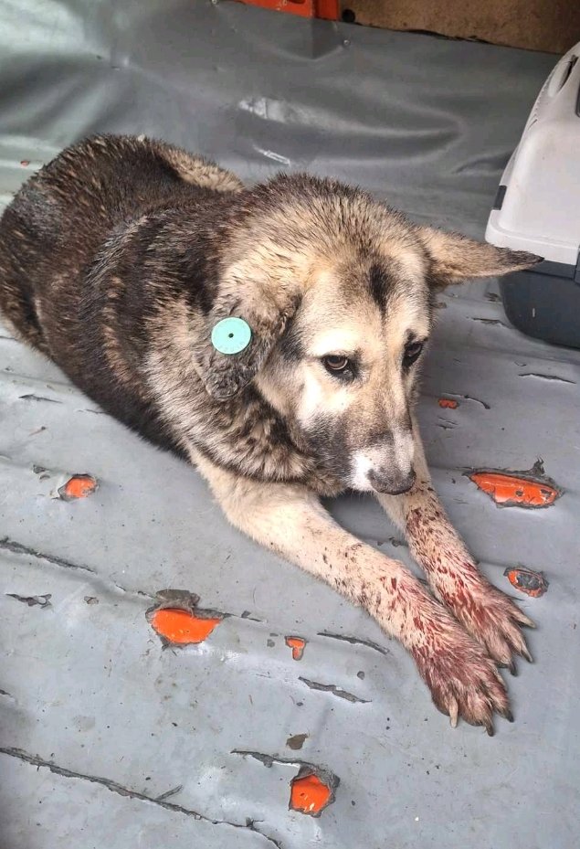 მეტისი. ორხევი