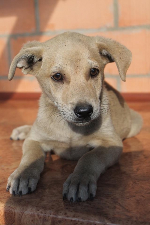 მეტისი უსახელო