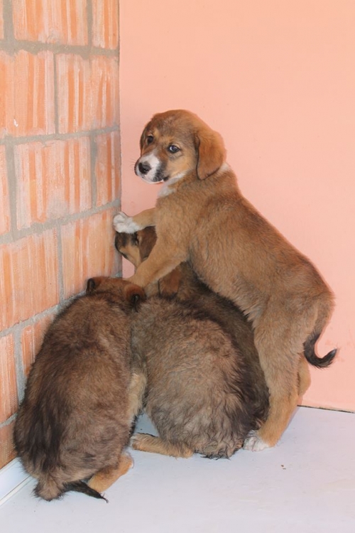 მეტისის ლეკვები უსახელო