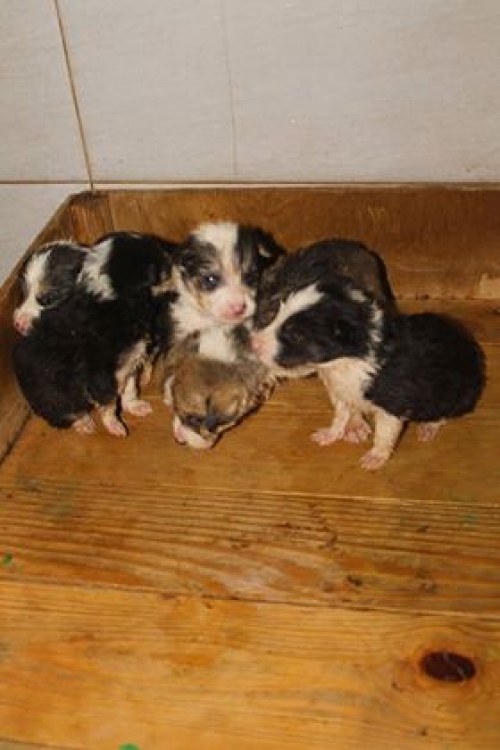 მეტისი უსახელო