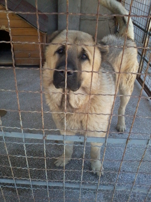 კავკასიური ნაგაზი ბომბორა