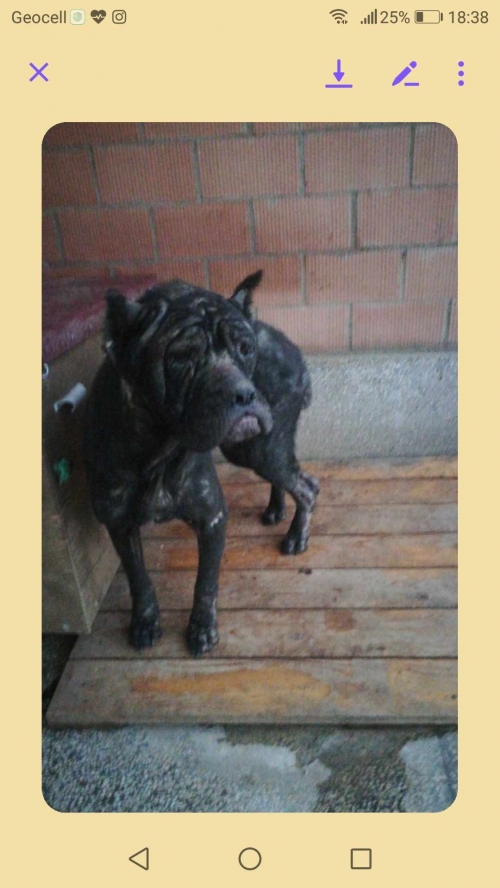 კანე კორსო თემქა