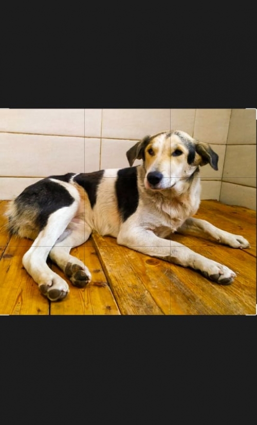 მეტისი უსახელო