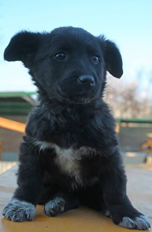 მეტისი უსახელო