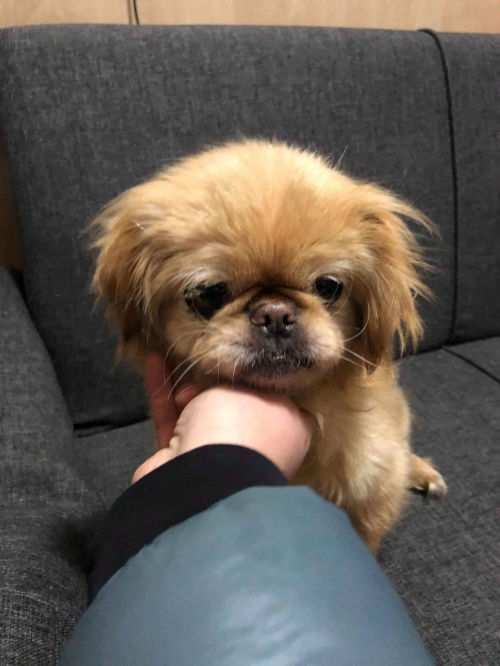 პეკინესი უსახელო