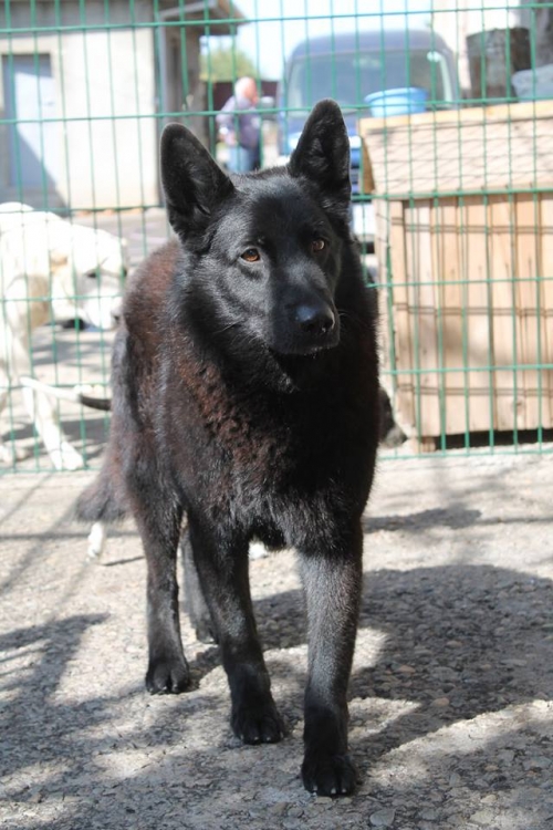 ბელგიური ნაგაზი რექსი