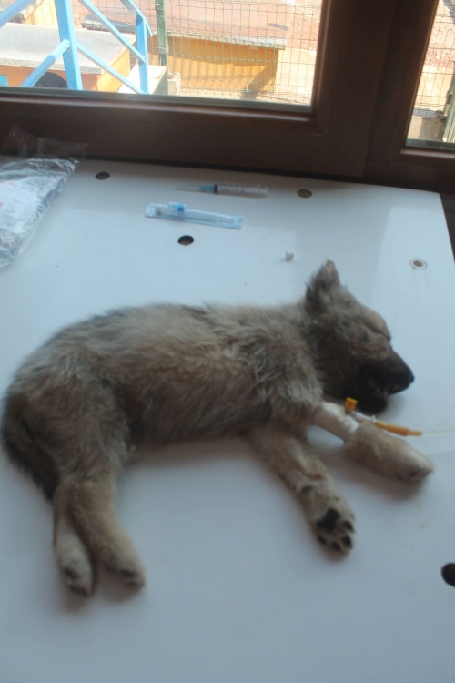 მეტისი უსახელო