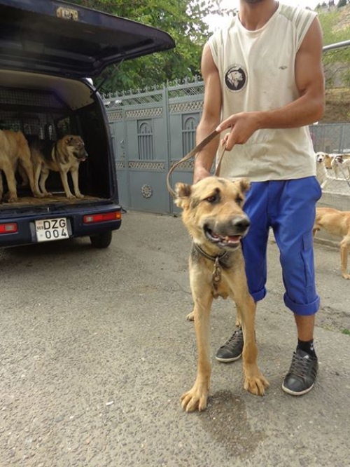 ქართული ქოფაკი უსახელო