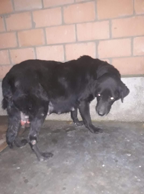 მეტისი უსახელო