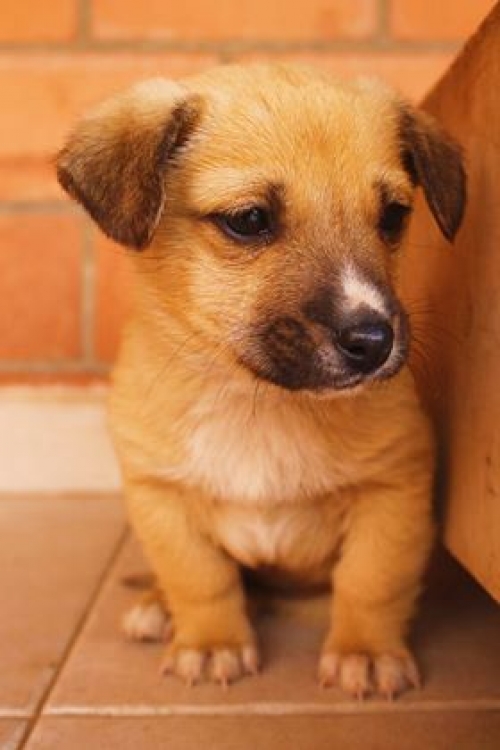 მეტისი უსახელო