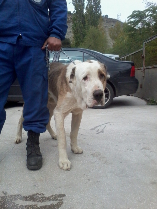 აზიური ნაგაზი ლომა