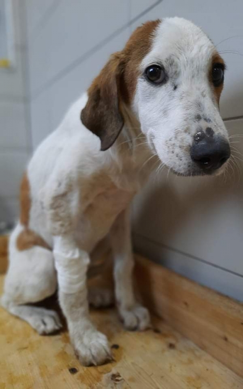 მეტისი ნაფეტვრების გზაზე ნაპოვნი