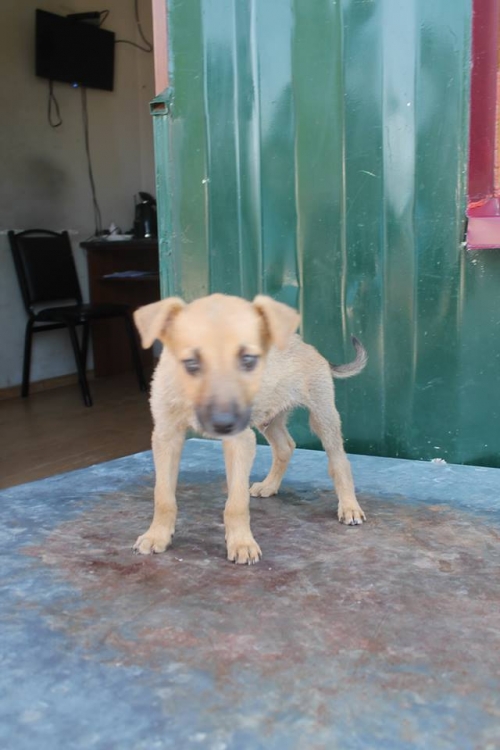 მეტისი უსახელო