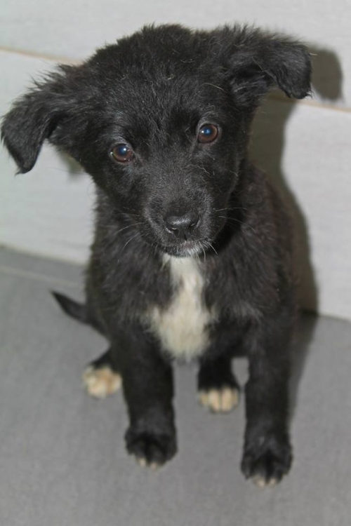 მეტისი უსახელო