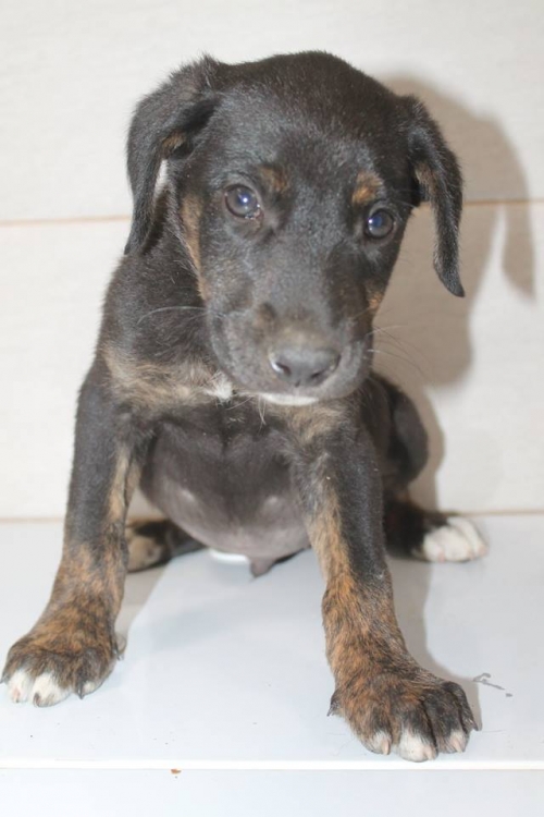 მეტისი უსახელო