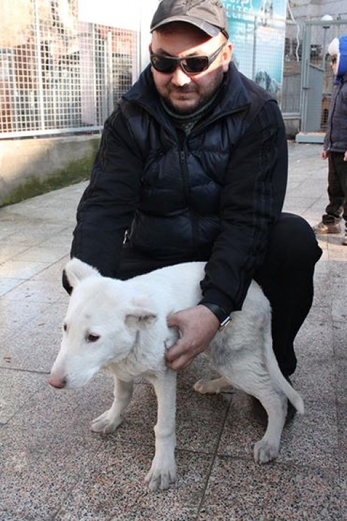 ქართული ქოფაკი სიმბა