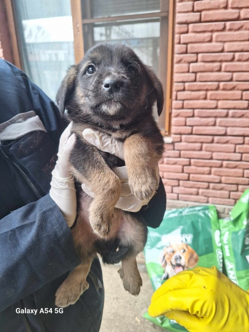 მეტისი ვარკეთილის მეურნეობა