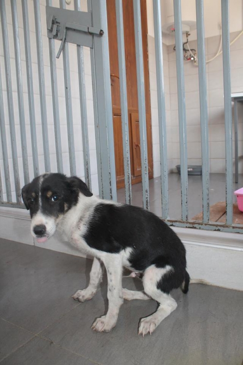 მეტისი უსახელო