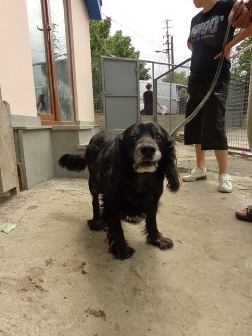 კოკერსპანიელი მურა