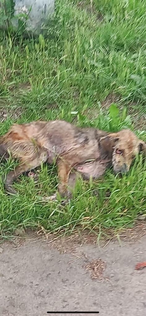 მეტისი უსახელო ,, კახეთი