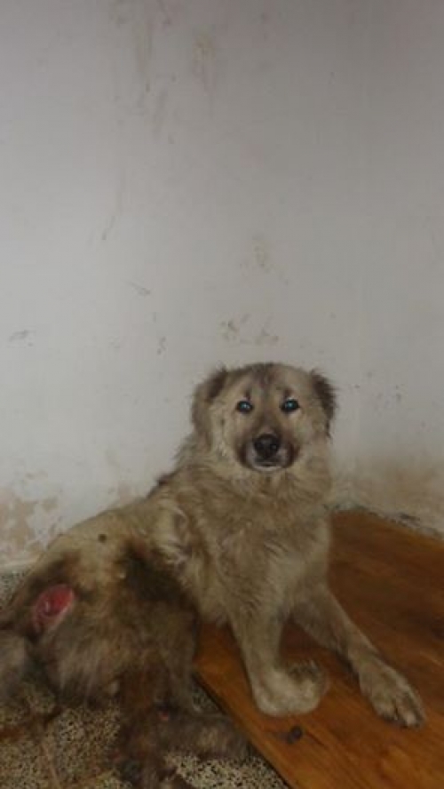 ქართული ქოფაკი უსახელო