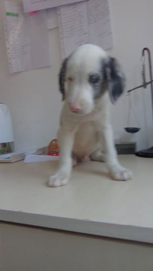 გონჩი უსახელო