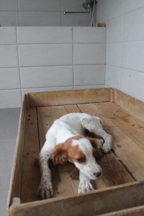 მეტისი უსახელო