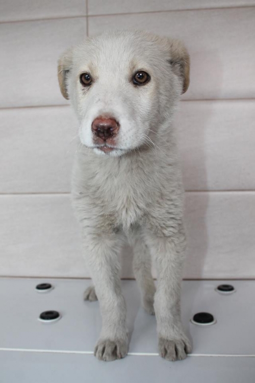 მეტისი უსახელო