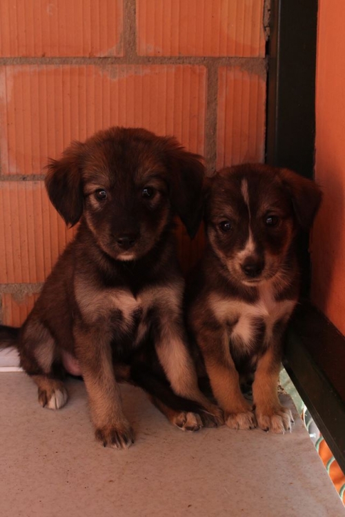 მეტისის ლეკვები უსახელო