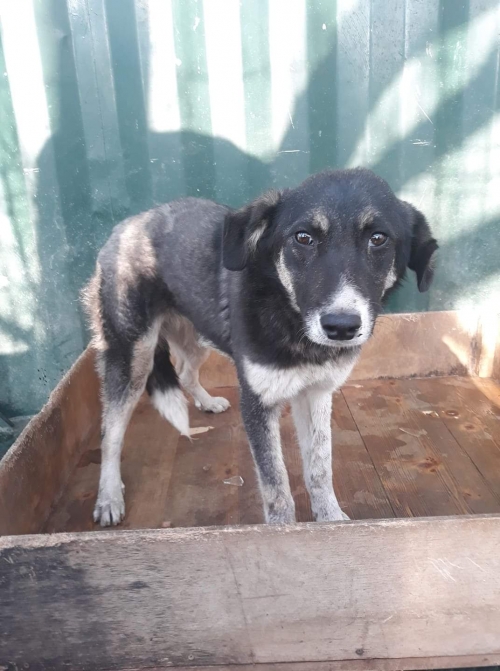 მეტისი ცუცა