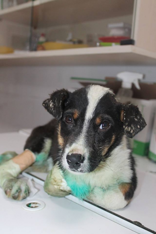 მეტისი უსახელო