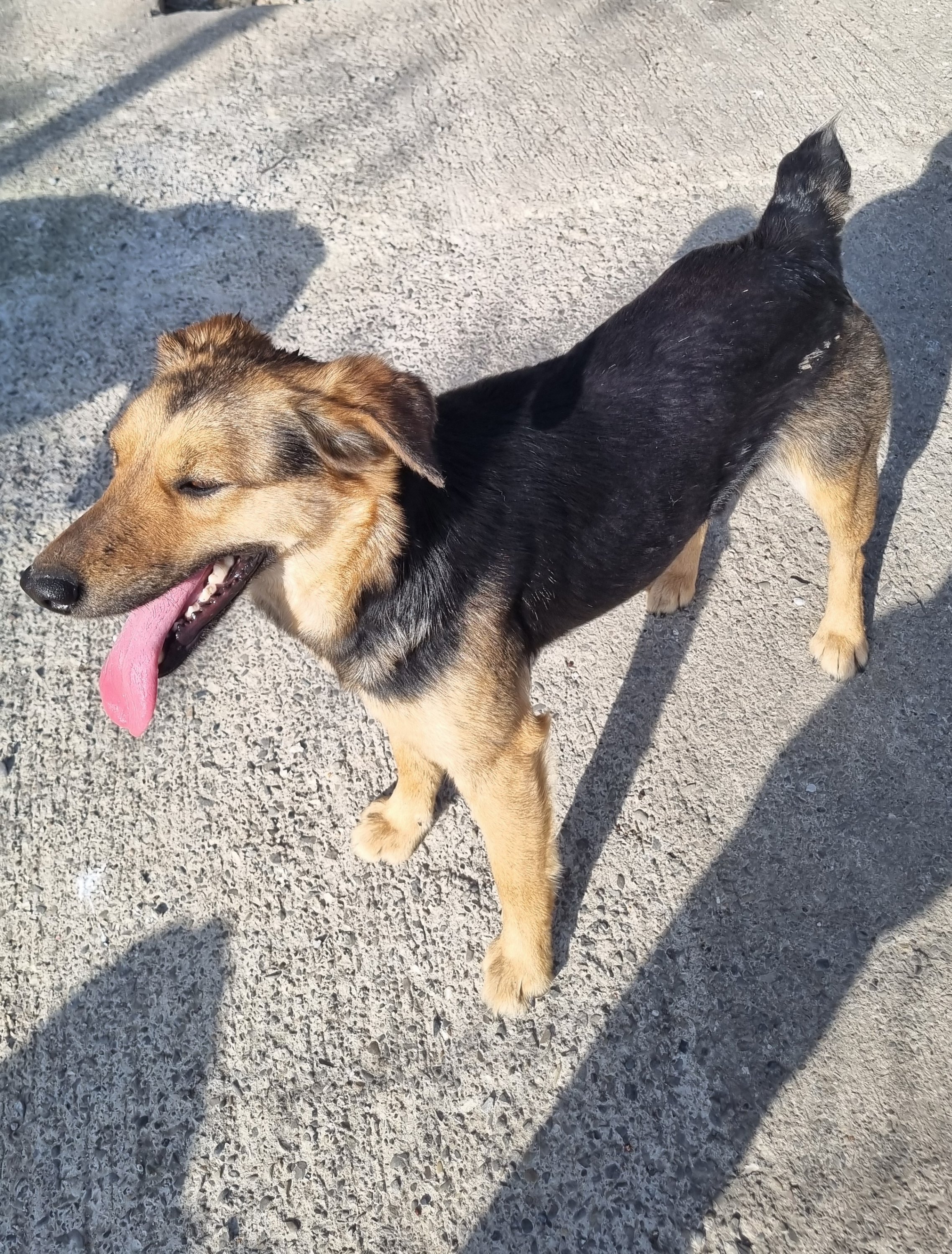 მეტისი. გორის თავშესაფარი